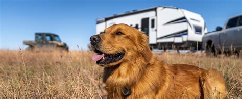 Dog Experts Simple Solutions To Common RV Dog Problems