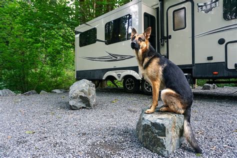 The Ultimate Guide To RVing With Dogs Expert Tips  Tricks